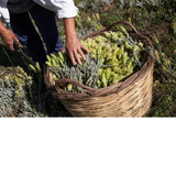 Olympus Tea Deep Detox Cleansing Cloths