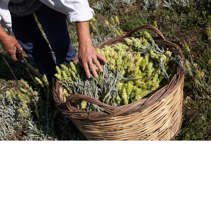 Olympus Tea Deep Detox Cleansing Cloths