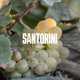 Mini Renewing Body Cleanser Santorini Grape 40ML